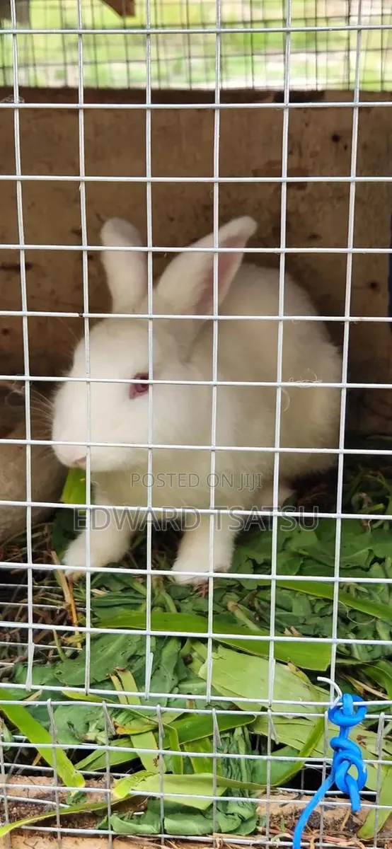 Meet Rabbit · Photo 1