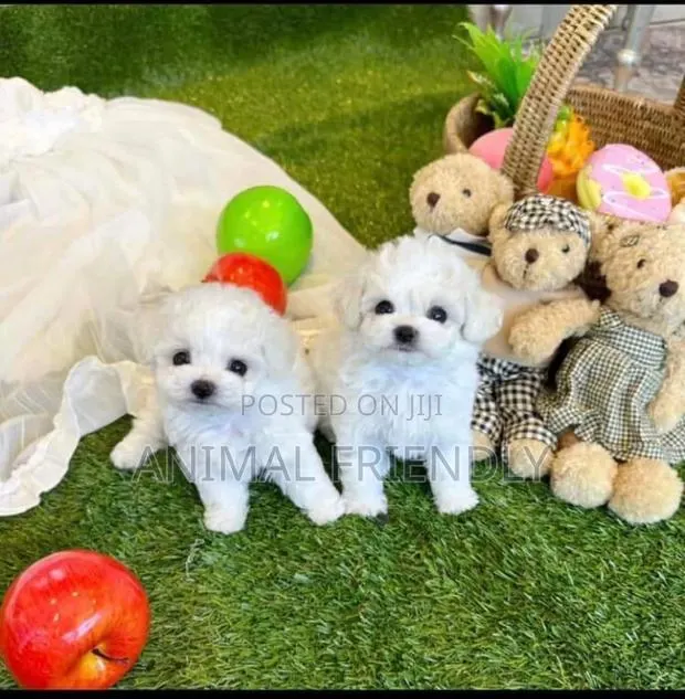 1-3 months Male Purebred Poodle · Photo 1