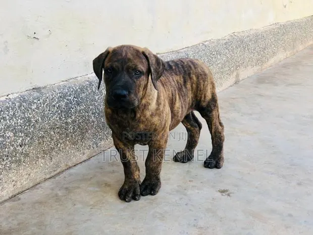 1-3 months Female Purebred Boerboel · Photo 1