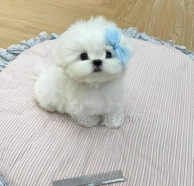 1-3 months Female Purebred Poodle · Photo 1