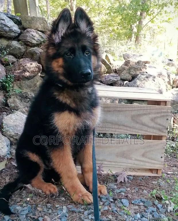 1+ year Male Purebred German Shepherd · Photo 1
