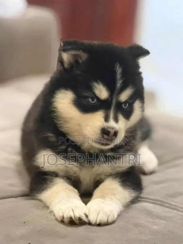 1-3 months Female Purebred Siberian Husky · Photo 1