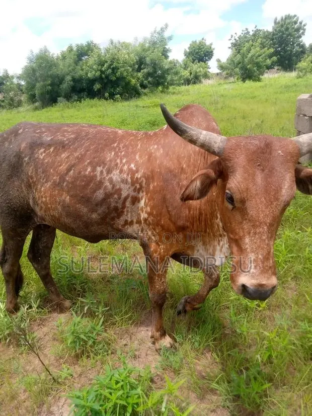 Female Cows · Photo 1