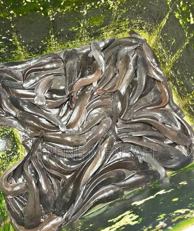 Fresh Catfish · Photo 1