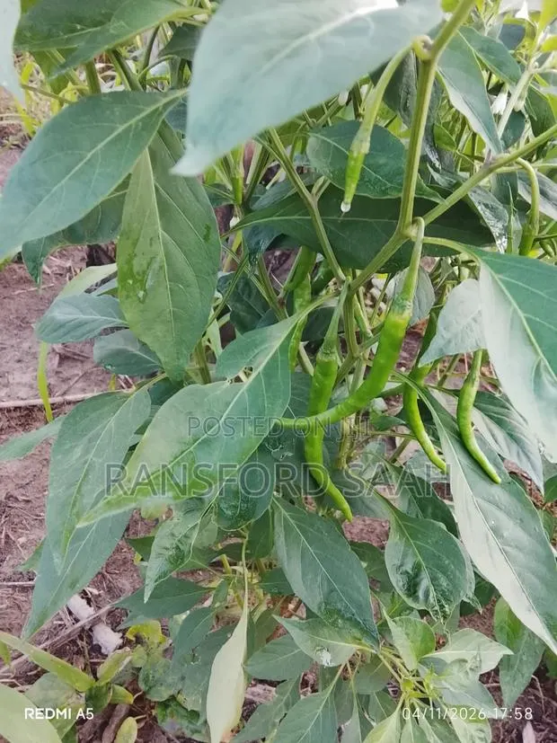 Seeking Foreign Investor for 20 Acres Chilly Pepper Farm Project · Photo 1