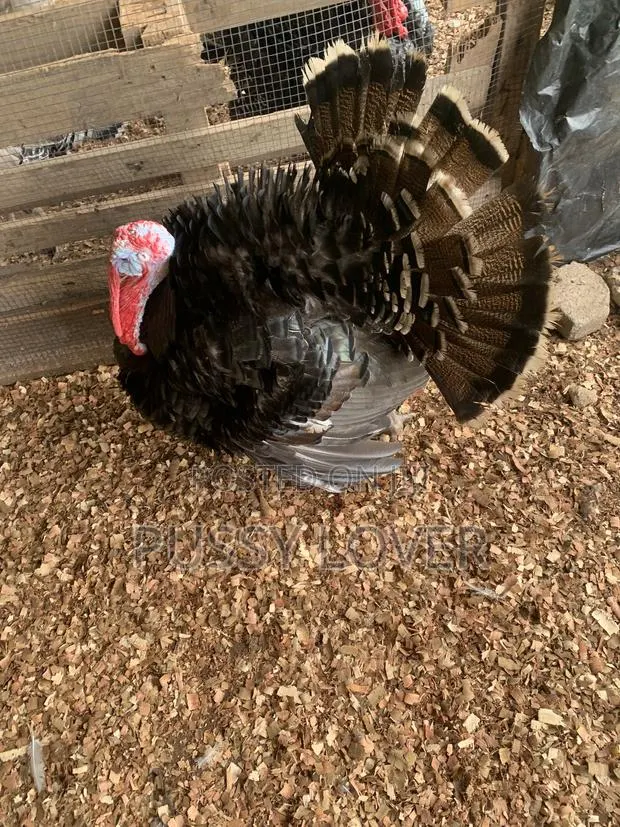 Premium Farm-Raised Turkeys: Quality You Can Trust. · Photo 3
