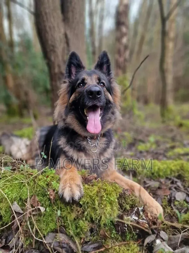 1-3 months Male Purebred German Shepherd · Photo 1