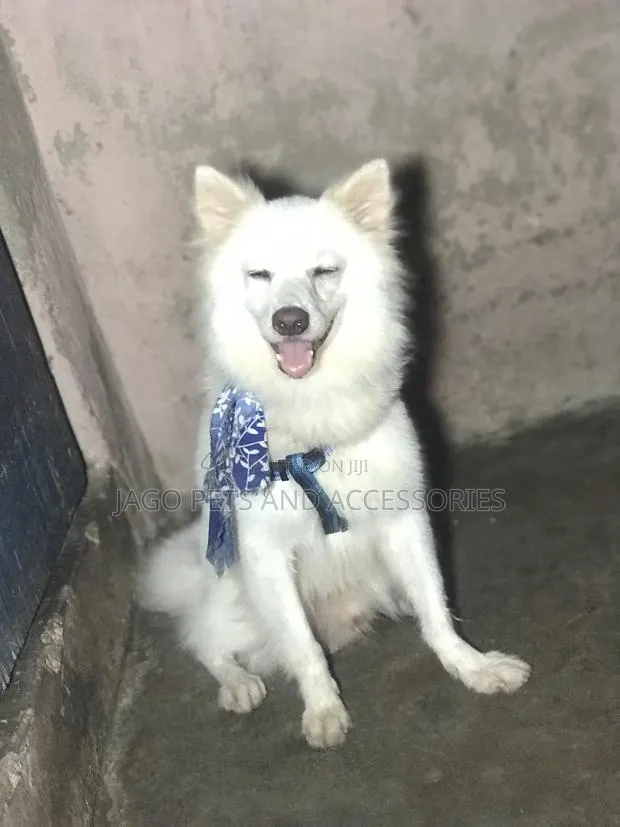 Male American Eskimo Available for Stud Services · Photo 4