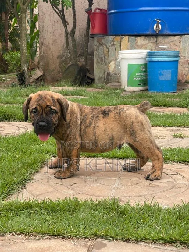 1-3 months Female Purebred Boerboel · Photo 1