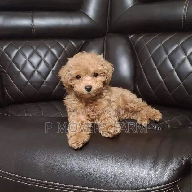 1-3 months Female Purebred Poodle · Photo 1