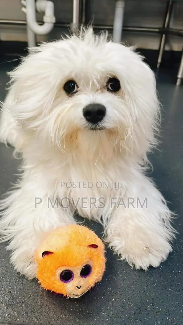 1-3 months Male Purebred Maltese · Photo 1