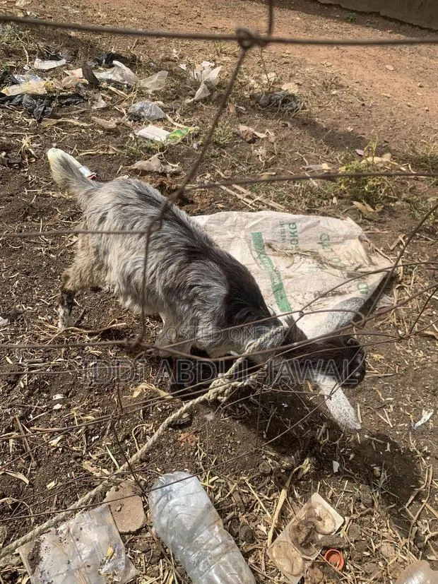 Buy Your X-Mas Affordable Goat · Photo 1