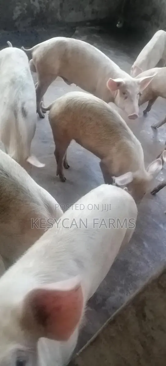 Grower Pigs · Photo 1