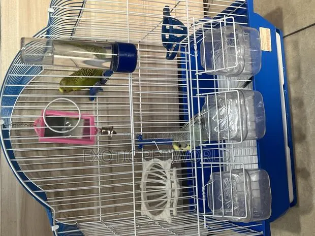 Pair of Budgies · Photo 1