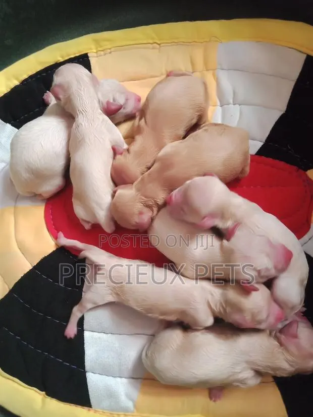 0-1 Month Female Purebred Poodle · Photo 1
