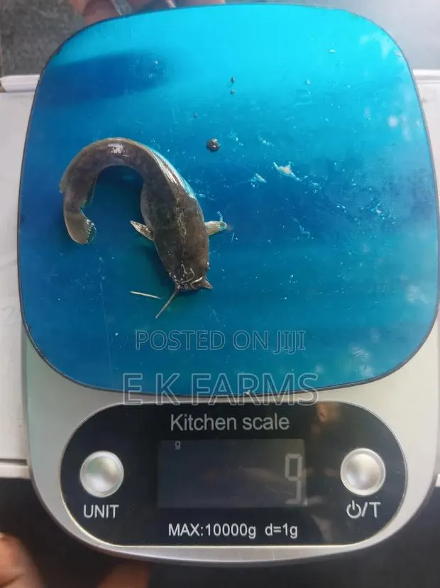 Super Best Fast Growing Catfish Juveniles Available