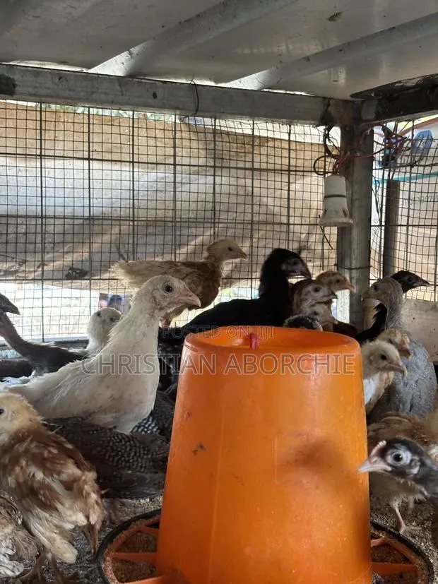 Noiler, Kroiler and Sasso Birds for Sale · Photo 1