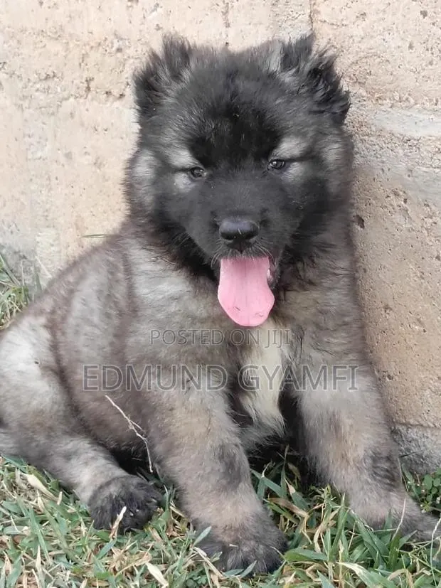 1-3 months Male Purebred Caucasian Shepherd · Photo 1