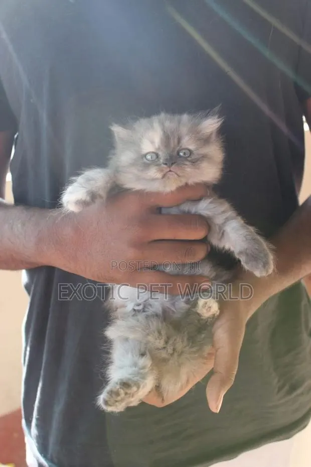 1-3 months Female Purebred Persian · Photo 1