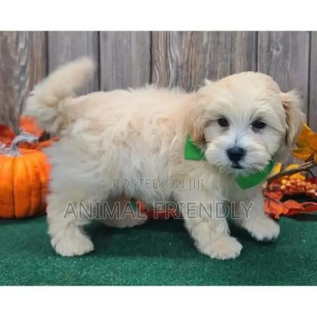 1-3 months Female Purebred Poodle · Photo 1