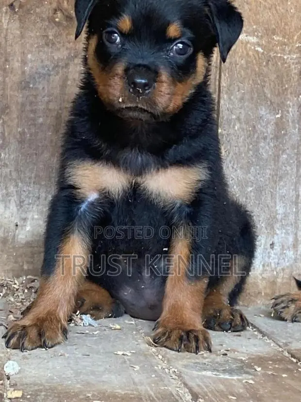 1-3 months Male Purebred Rottweiler · Photo 1