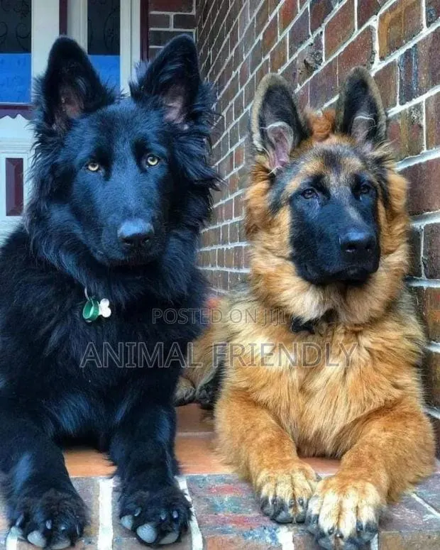 1-3 months Male Purebred German Shepherd · Photo 1