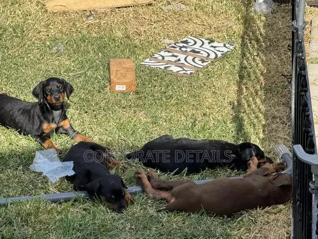 1-3 months Male Purebred Doberman Pinscher · Photo 1