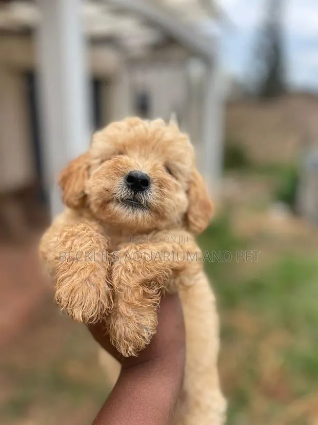 1-3 months Female Purebred Maltese · Photo 1