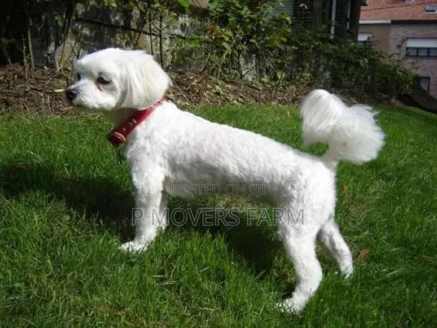 1-3 months Male Purebred Maltese · Photo 1