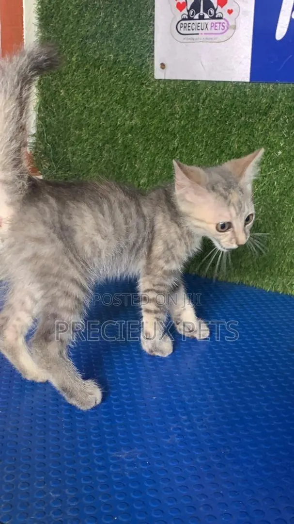 1-3 months Male Purebred Turkish Angora · Photo 1