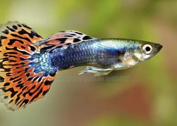 Guppy Fish · Photo 1