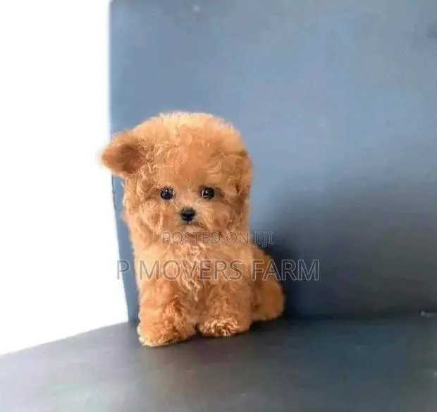 1-3 months Female Purebred Poodle · Photo 1