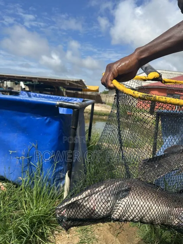 Hi Strength Scoop Net · Photo 1