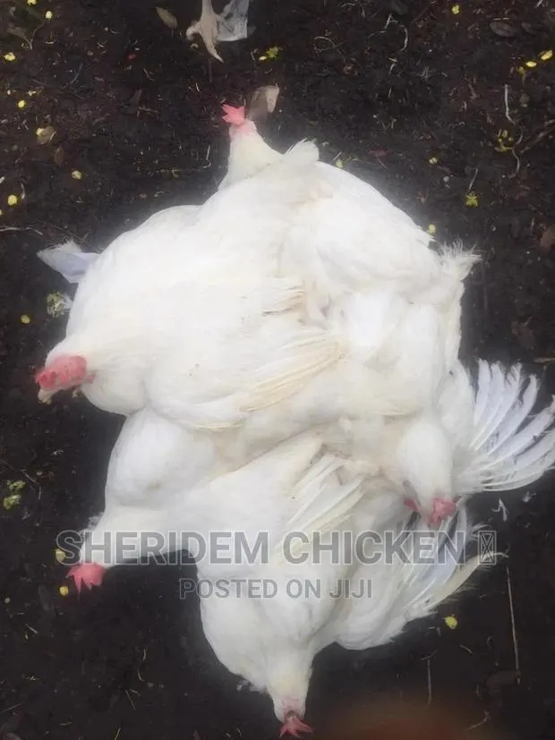 Hot Sale, Live and Well Dressed Full Chicken , · Photo 1