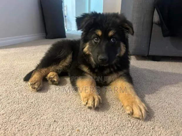 1-3 months Male Purebred German Shepherd · Photo 1