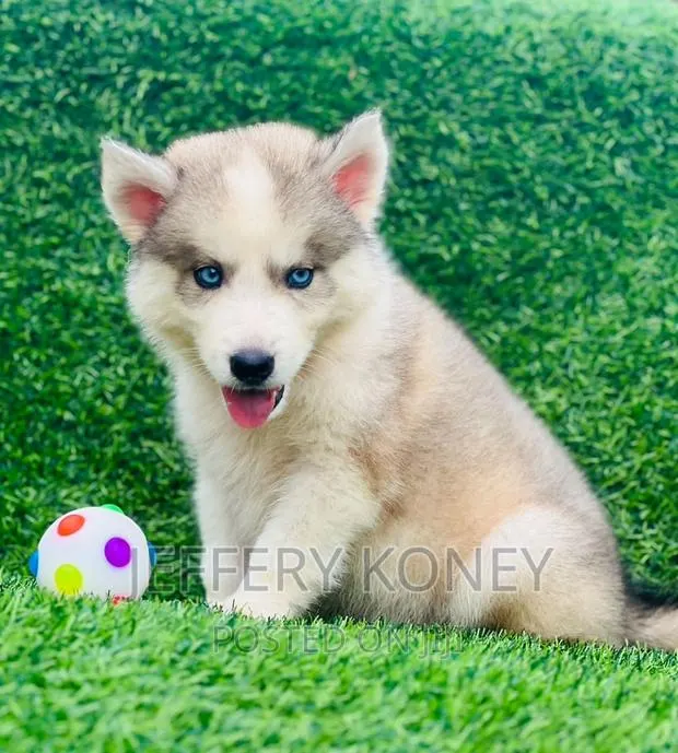 1-3 months Male Purebred Siberian Husky · Photo 1