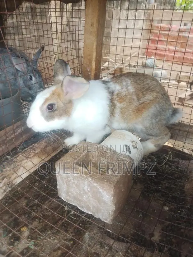 Ready to Crossed Rabbits · Photo 4