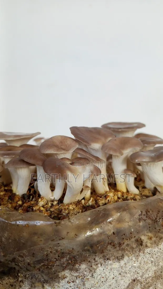 Earthly Harvest - Mushroom Training and Business · Photo 1