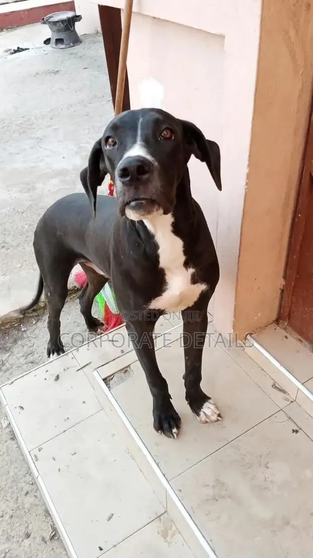 6-12 months Male Purebred Great Dane · Photo 1