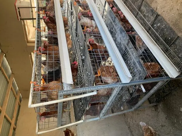 Layers Battery Cage System · Photo 1