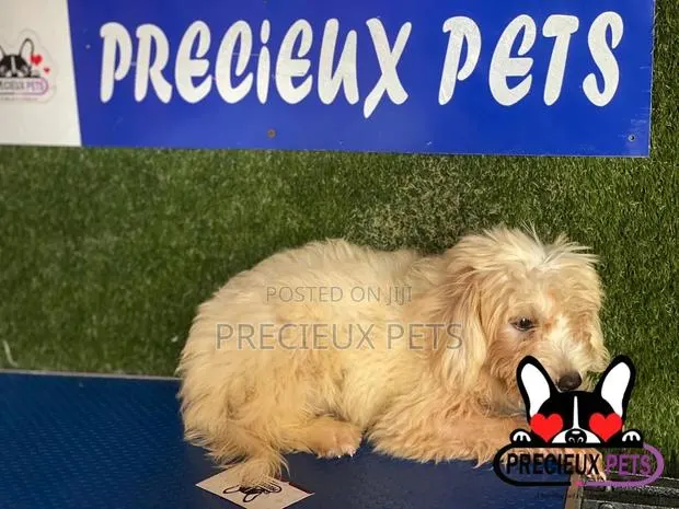 1-3 months Female Mixed Breed Maltipoo · Photo 1