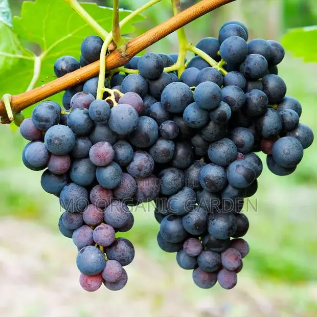 Concord Grape Seedling Plant