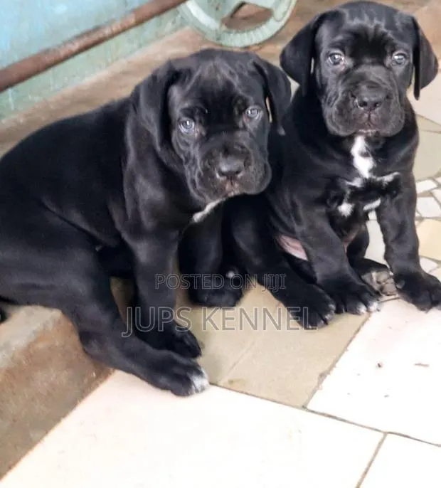 1-3 months Female Purebred Cane Corso · Photo 1
