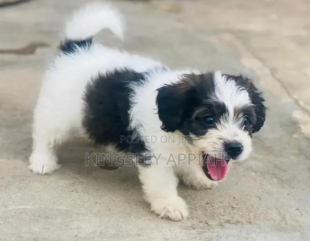 1-3 months Female Purebred Poodle · Photo 1