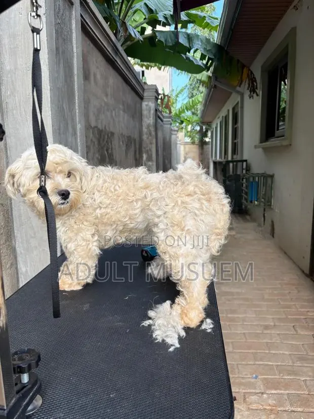 Mobile Pet Full Grooming Accra | Dog & Cat Grooming at Home · Photo 1