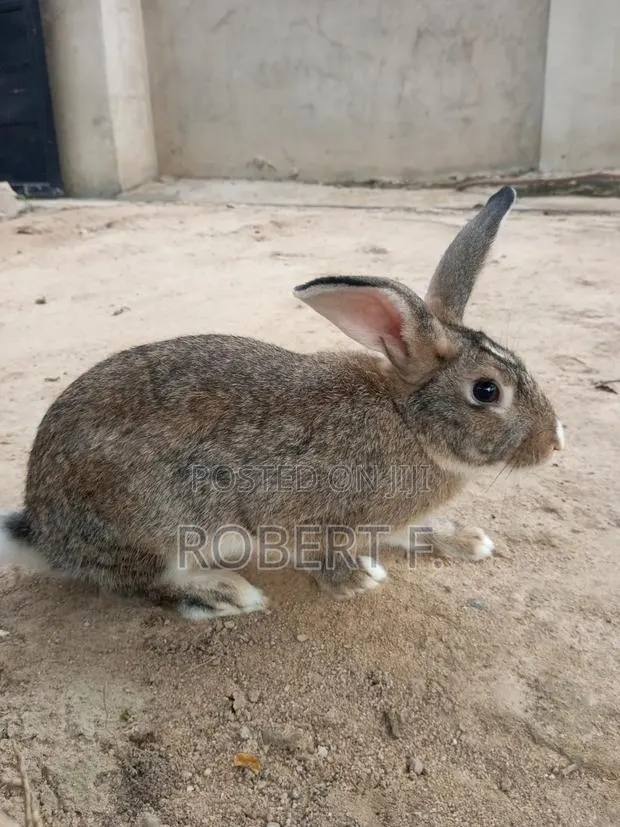 Female and Male Rabbits · Photo 1
