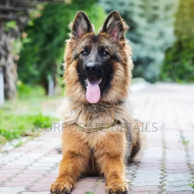 1+ year Male Purebred German Shepherd · Photo 1