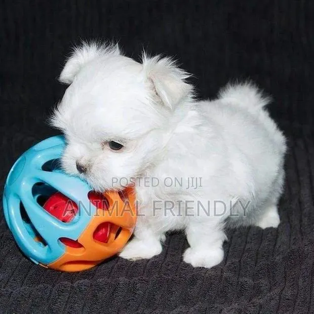 1-3 months Male Purebred Maltese · Photo 1