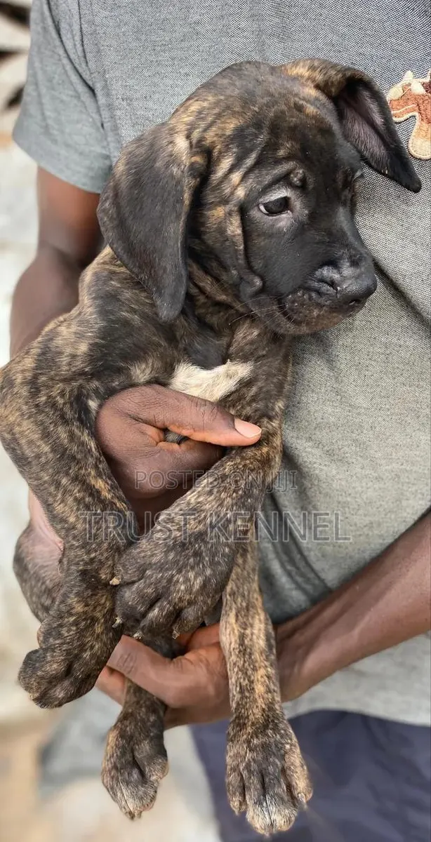 1-3 months Female Purebred Boerboel · Photo 1
