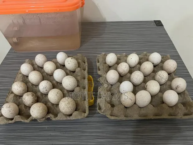 Fertile Turkey Eggs · Photo 1